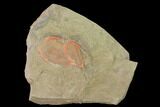 Megistaspis & Asaphellus Trilobites With Pos/Neg - Fezouata Formation #141892-2